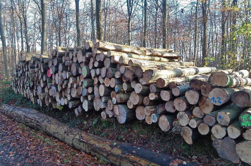 Holzstapel im Wald