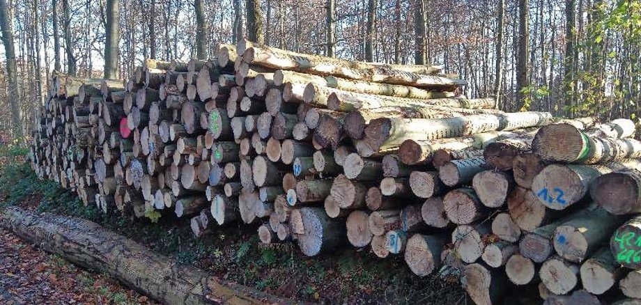 Holzstapel im Wald