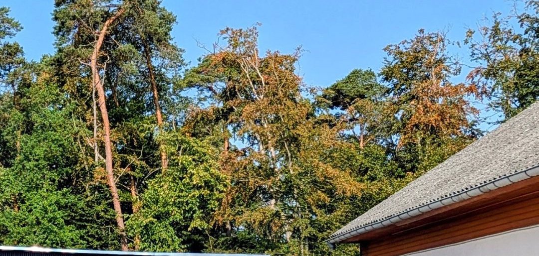 Wald neben Bebauung